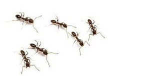 Ant control london